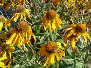 Helenium hoopesii